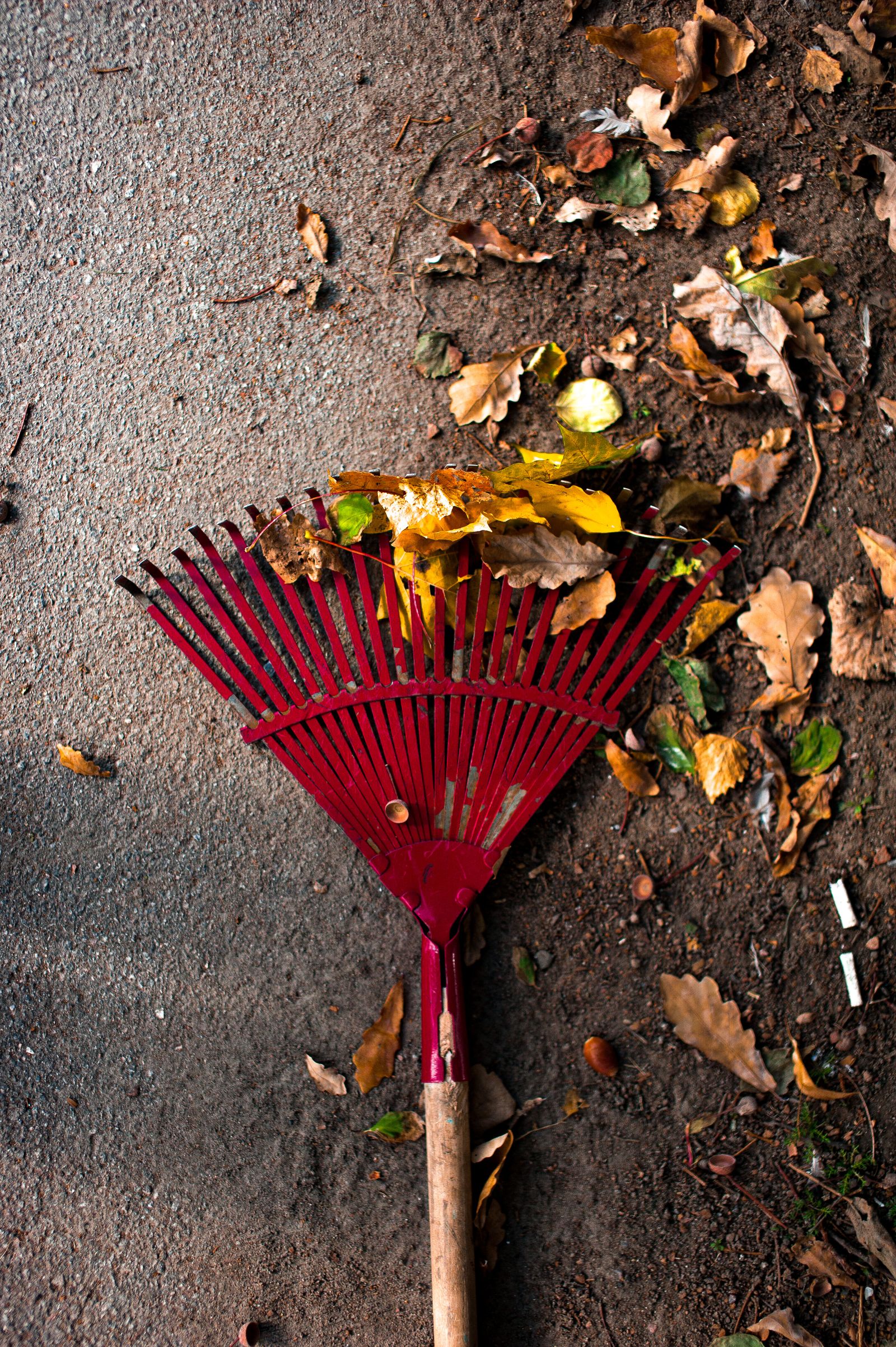 Fall cleanup — leaves cleared, beds cut back